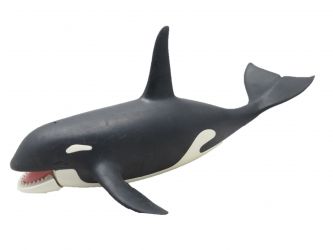 Orca Wal Schwertwal